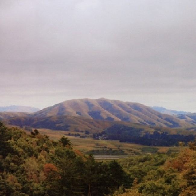 Dirty Projectors + Bjork - Mount Wittenberg Orca (CD)