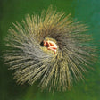 Peter Gabriel - Ovo: the millennium show (CD) - Velvet Music