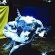 Barely Autumn - Day trip to the petting zoo (CD) - Velvet Music