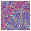 Carlos Nino & Friends - Placenta (LP) - Velvet Music