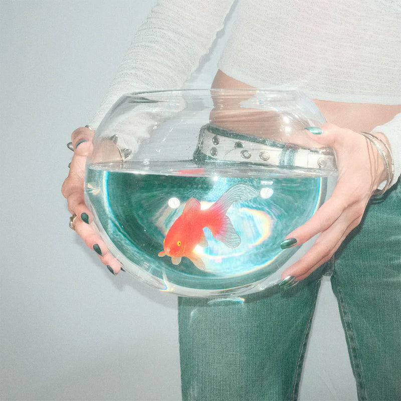 Fish Narc - Frog song (LP) - Velvet Music