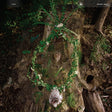 Pharmakon - Maggot mass (CD) - Velvet Music