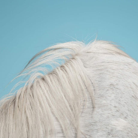 Widowspeak - All yours (LP) - Velvet Music
