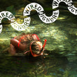 Wired To Ignore - Wired to ignore (LP) - Velvet Music